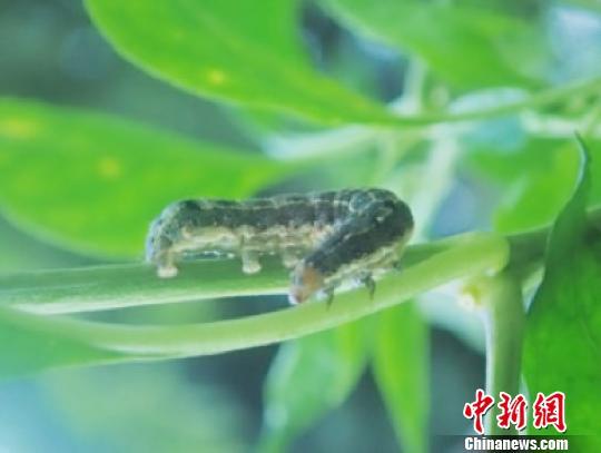 重庆高校联合多国专家解析斜纹夜蛾基因组