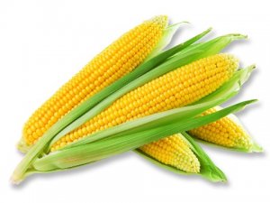 生物燃料乙醇来势凶猛，如何避免与人争粮