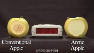 “基因沉默”让美转基因苹果切开三周不变色