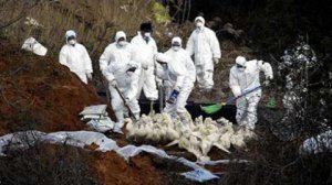 德国发生H5N8亚型高致病性禽流感