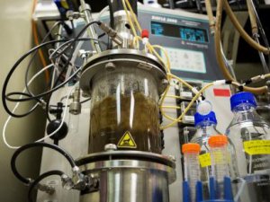 成功提取新型生物质燃料丁醇