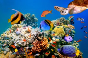 厦企向海洋要“关键物料” 开发高端海洋生物制品