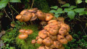 “巨型真菌”破坏森林基因机理获解