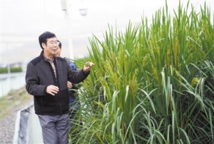 巨型稻能否承载稻穗的“未来希望”
