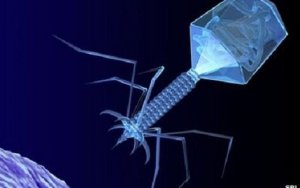 人类肠道每天能吸收300亿噬菌体