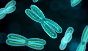 自私的基因，卵细胞的染色体如何作弊传递到下一代？