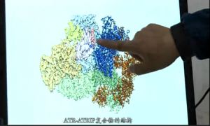 登《Science》正刊！中国科大首次在亚纳米尺度上描绘DNA修复关键蛋白的三维结