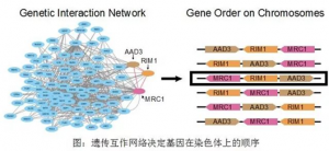 钱文峰研究组发现遗传互作网络对染色体上基因顺序的决定作用