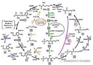 PNAS：首次发现不需氧的甲硫氨酸补救途径