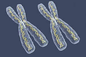 广州生物院揭示细胞命运变化中染色质开关规律