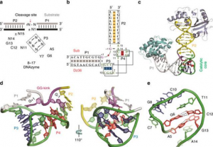 复旦大学揭示 DNAzyme 剪切 RNA 分子机制