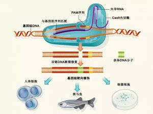 基因编辑或可以彻底治愈白血