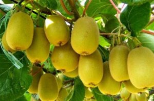 我国开发出猕猴桃种间杂交子代的分子鉴定方法