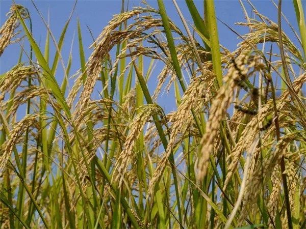 【科研】这种农药“精准打击”水稻害虫，又不污染环境，你知道吗？