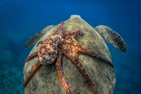 年度最佳！Nature：回看2017，这些照片点亮科学界