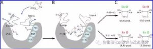 孙周通周佳海等合作JACS：柠檬烯环氧化物水解酶如何立体选择底物