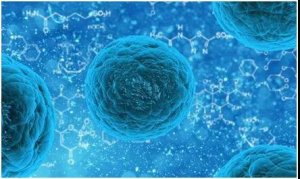 Cell：开发出新的造血干细胞收集方法