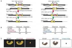 上海生科院等发现线粒体翻译质量控制对于胚胎发育的重要性