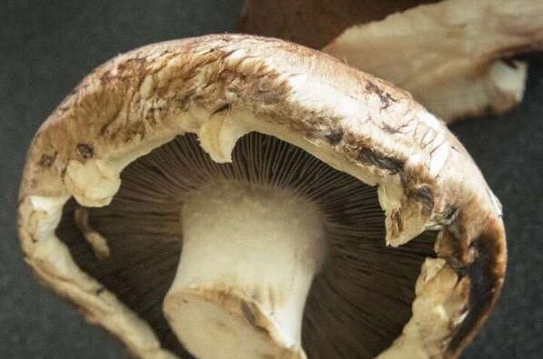 2017年度聚焦:人类真的能逆转衰老重返青春吗?