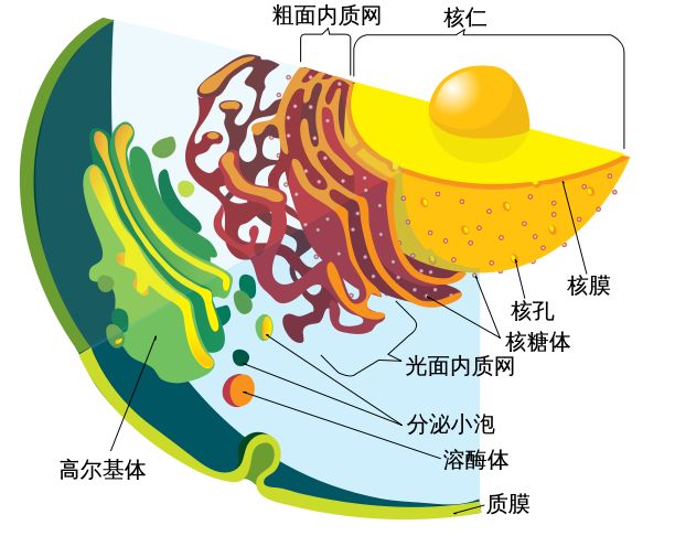 基因编辑：科技与商业的结晶，成就与争议的漩涡