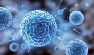 高绍荣组首次绘制小鼠植入前胚胎蛋白质组动态图谱