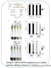 NC：不怕冷的Cpf1能更高效的编辑变温动物基因组