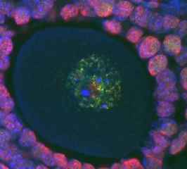 Nat Struct Mol Biol：科学家在女性生育力研究方面取得重大发现！