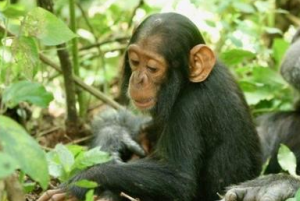 <b>人类普通感冒病毒成致命杀手：正在杀死野生黑猩猩</b>