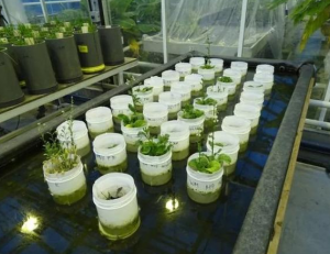 模拟火星土壤成功孕育蠕虫：人类火星殖民者里程碑