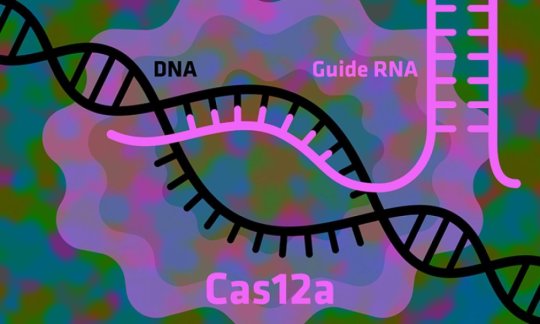“升级”CRISPR？Cell子刊揭示比Cas9更有效、更安全的酶