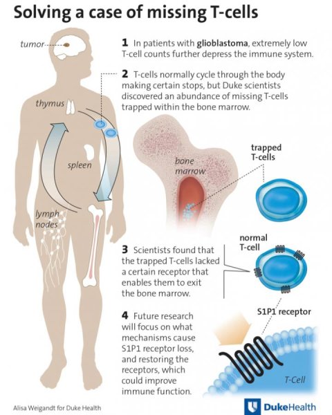 Nature子刊：逆转缺失免疫T细胞可对抗致命脑瘤