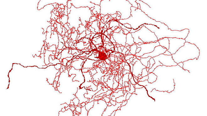 凋落的玫瑰？Nature子刊：科学家在人类大脑中发现新的脑细胞