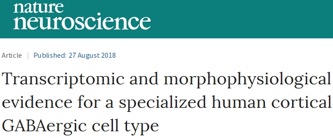凋落的玫瑰？Nature子刊：科学家在人类大脑中发现新的脑细胞