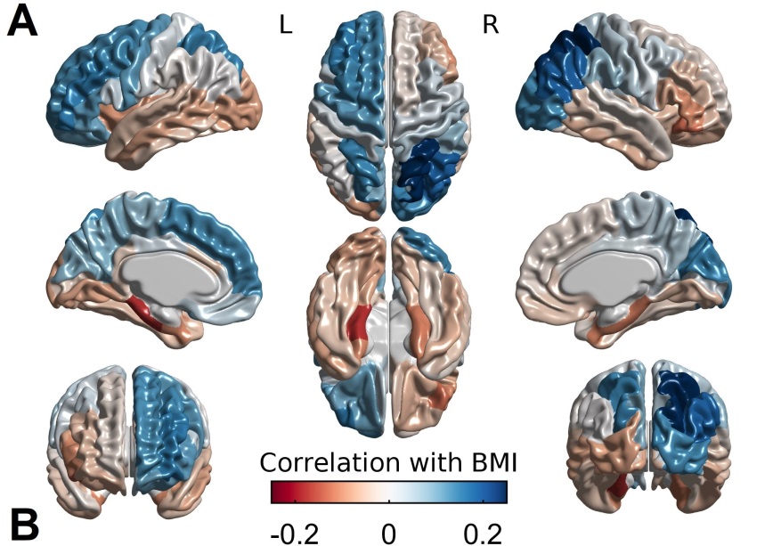 PNAS：为什么越胖越想吃？因为你胖到自己的大脑了！