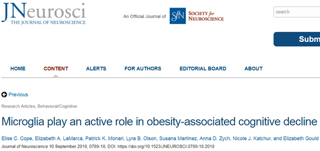 肥胖会变笨呢？！科学家们找到“罪魁祸首”