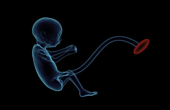 Science：干细胞再生卵子，可能我们将是最后的“原装”人类…