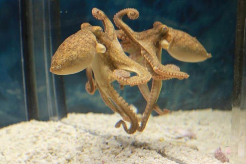 章鱼利用镜子定位食物：无脊椎动物空间认知新突破