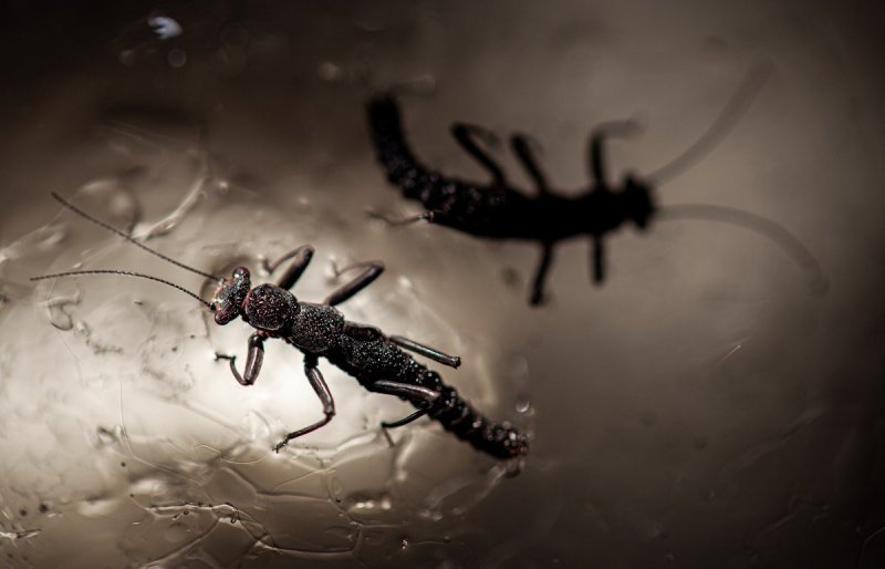 冰川并非生命禁区：揭示多样化冰川动物群落及其生态模式
