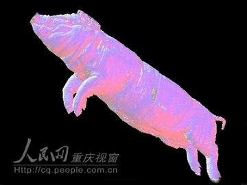 世界首只“数字化可视猪”在重庆诞生(图)