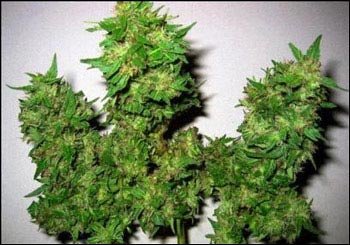 研究表明长期吸食大麻会损害记忆力