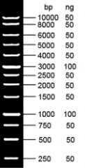 1kb plus DNA Marker